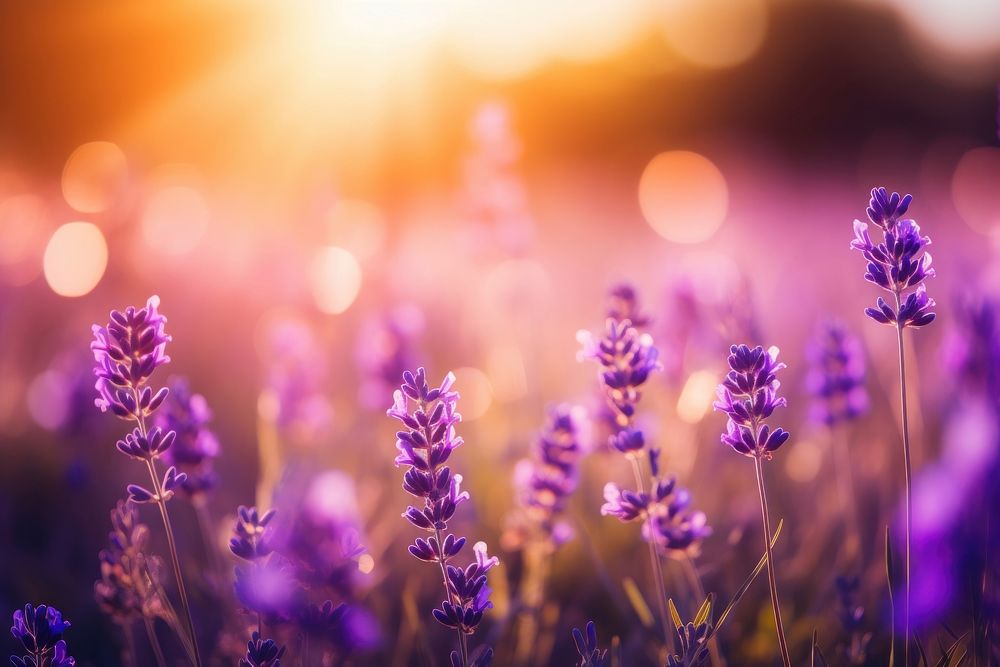 Lavender nature backgrounds landscape. AI generated Image by rawpixel.