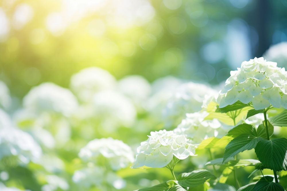 Spring hydrangea background nature backgrounds sunlight. AI generated Image by rawpixel.