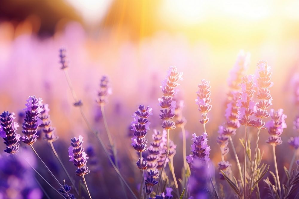 Spring lavender background nature backgrounds landscape. AI generated Image by rawpixel.
