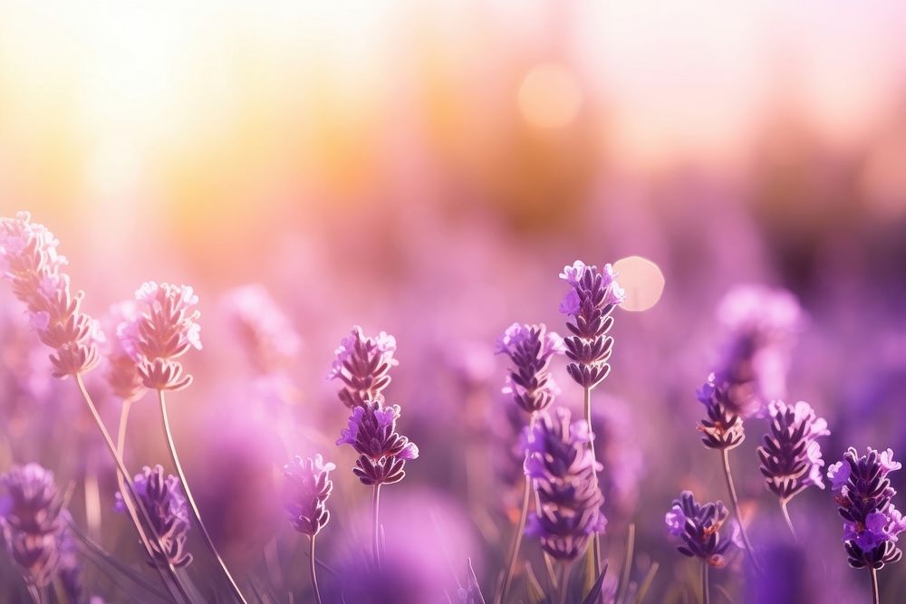 Spring lavender background landscape nature backgrounds. AI generated Image by rawpixel.