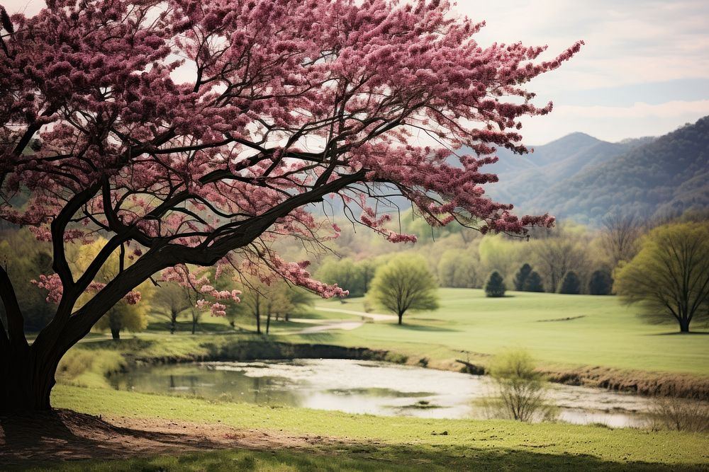 Landscape tree outdoors blossom. AI generated Image by rawpixel.