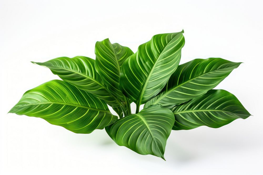 Calathea Orbifolia green natural leaves plant leaf white background. AI generated Image by rawpixel.