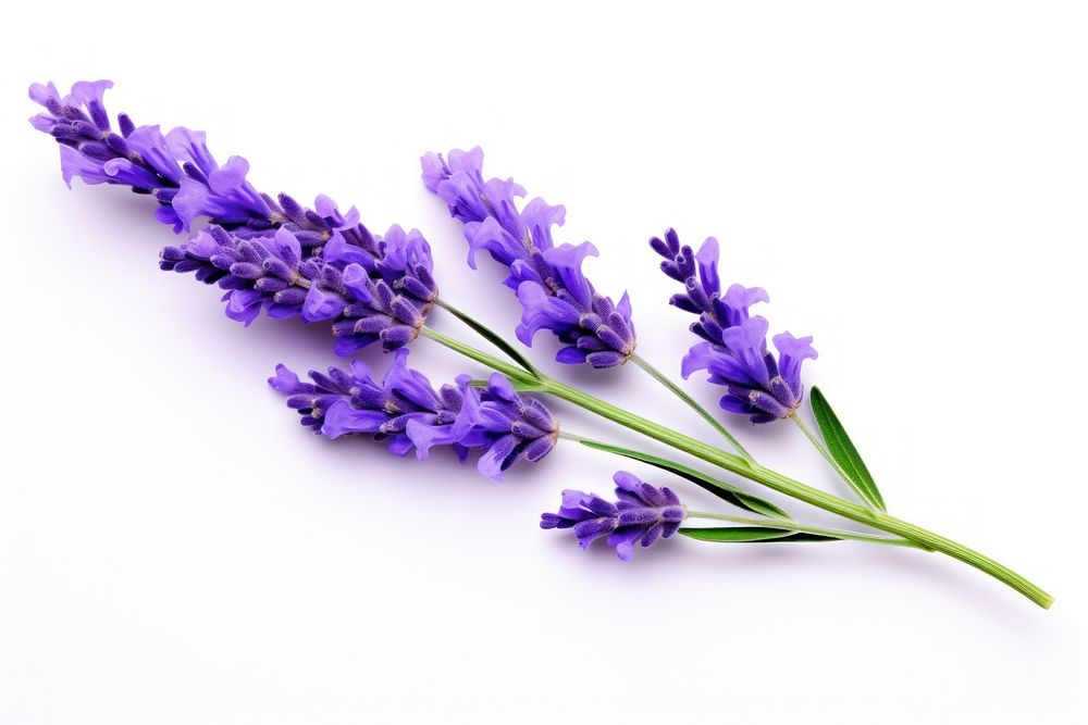 Lavender flower blossom plant. AI generated Image by rawpixel.