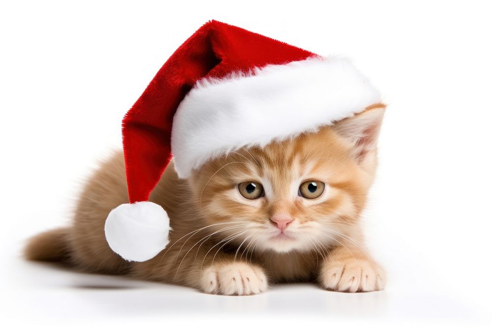 Animal wearing christmas hat mammal kitten pet. AI generated Image by rawpixel.