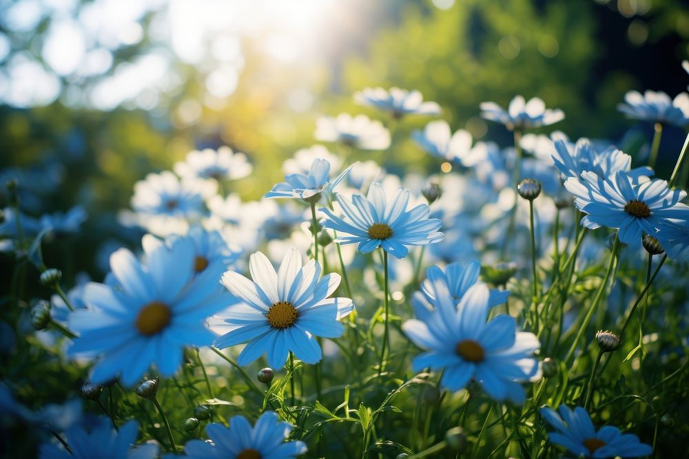 Blue daisy garden sunlight outdoors blossom. AI generated Image by rawpixel.