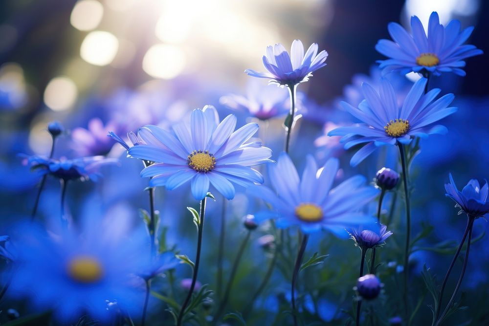 Blue daisy garden outdoors blossom flower. AI generated Image by rawpixel.