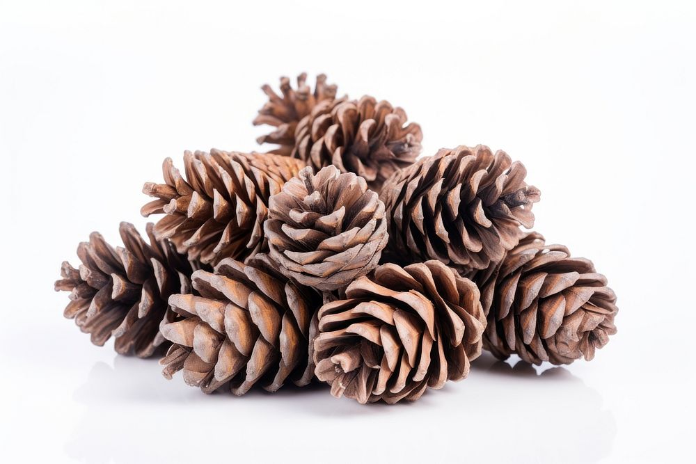 Pinecone backgrounds plant tree. AI generated Image by rawpixel.