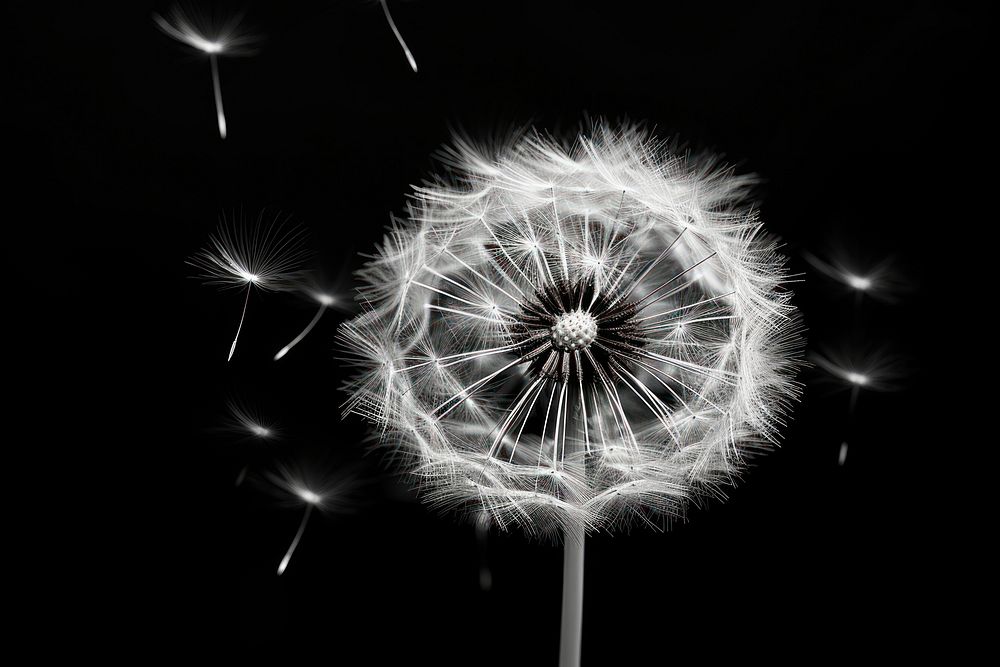 Dandelion flower nature outdoors shape. AI generated Image by rawpixel.