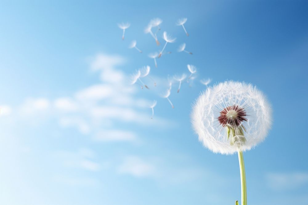 Dandelion flower outdoors nature plant. AI generated Image by rawpixel.