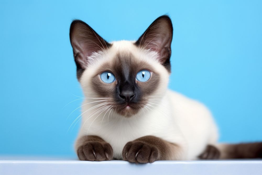 Siamese cat siamese animal mammal. AI generated Image by rawpixel.