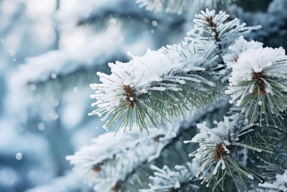 Snow tree pine backgrounds. AI generated Image by rawpixel.