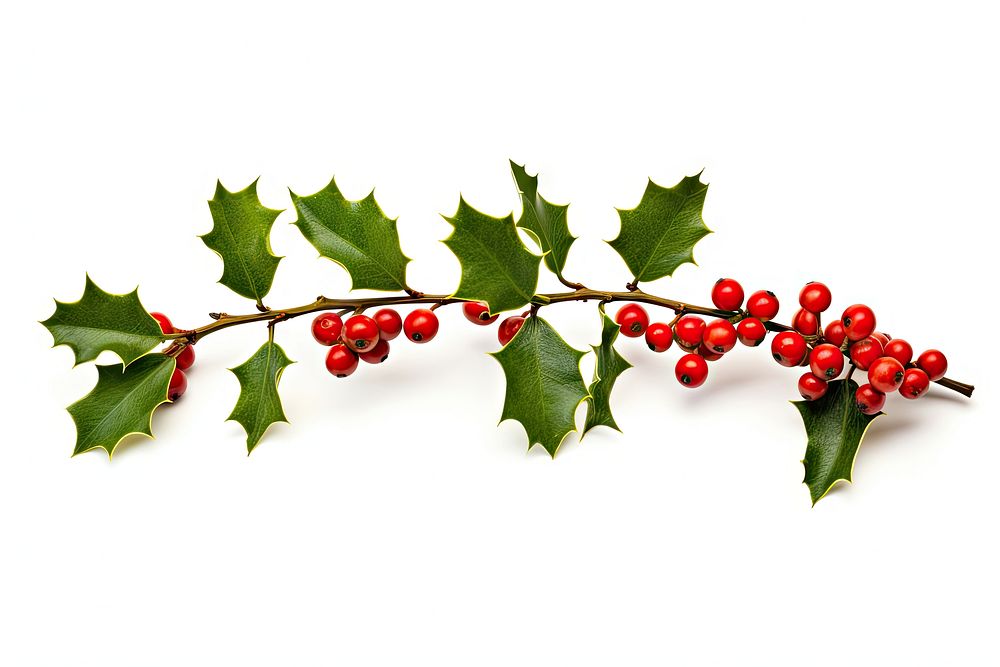 Christmas holly branch cherry plant fruit. AI generated Image by rawpixel.