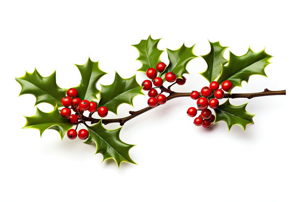 Christmas holly branch plant leaf tree. AI generated Image by rawpixel.