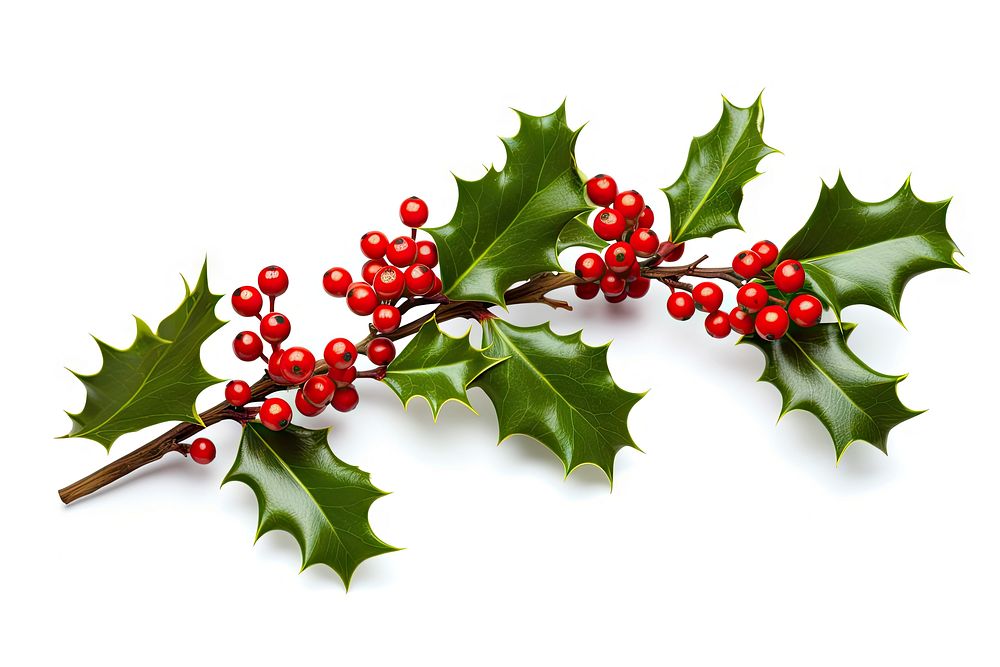 Christmas holly branch plant leaf tree. AI generated Image by rawpixel.