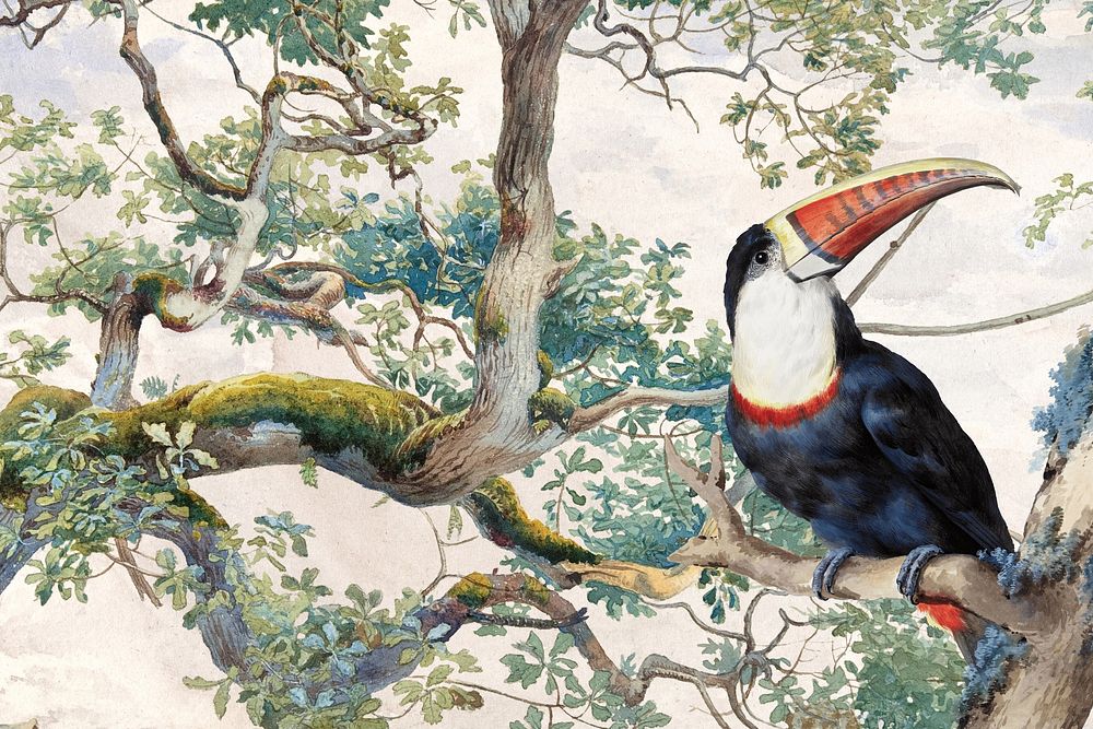Toucan bird background, vintage animal illustration by Aert Schouman. Remixed by rawpixel.