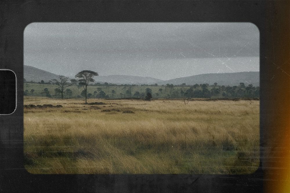 Wild field, film slide effect