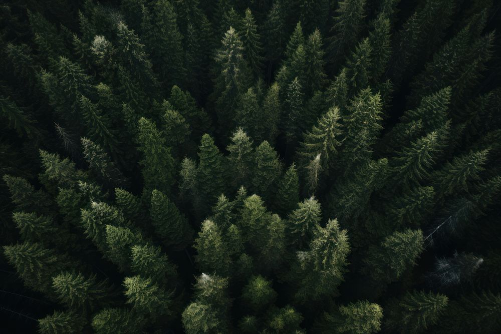 Forest forest outdoors woodland. AI generated Image by rawpixel.