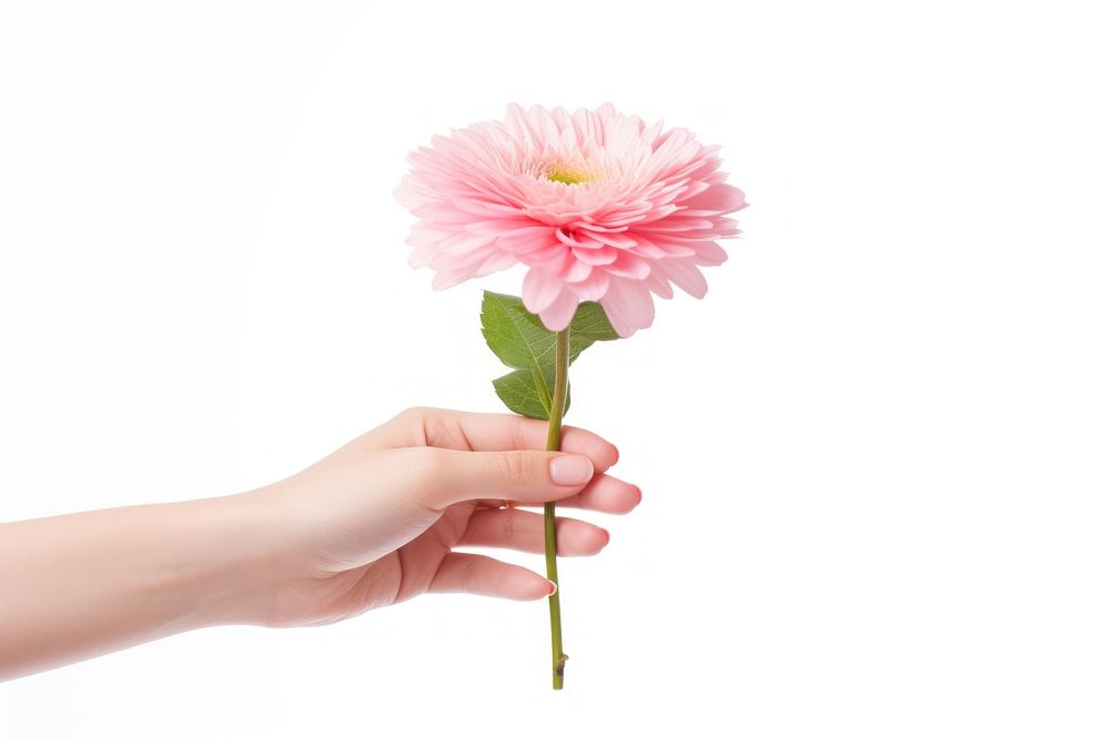 Valentines flower holding petal. AI generated Image by rawpixel.