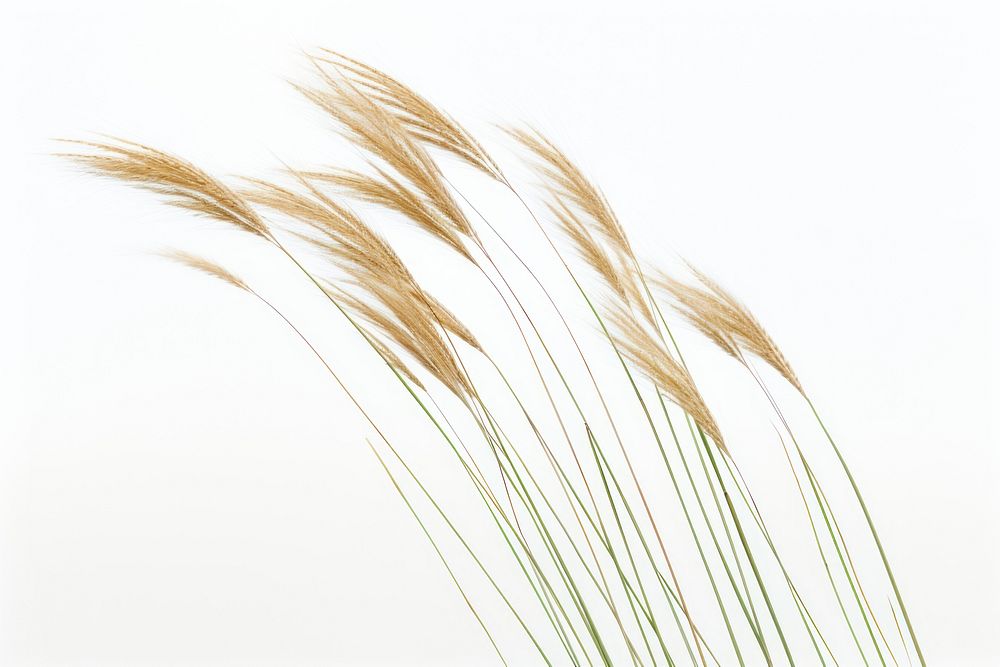Feather Reed grass plant reed white background. AI generated Image by rawpixel.