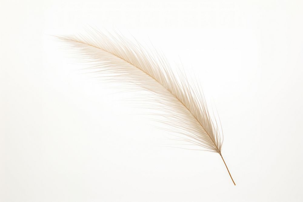 Feather Reed grass backgrounds feather white. AI generated Image by rawpixel.