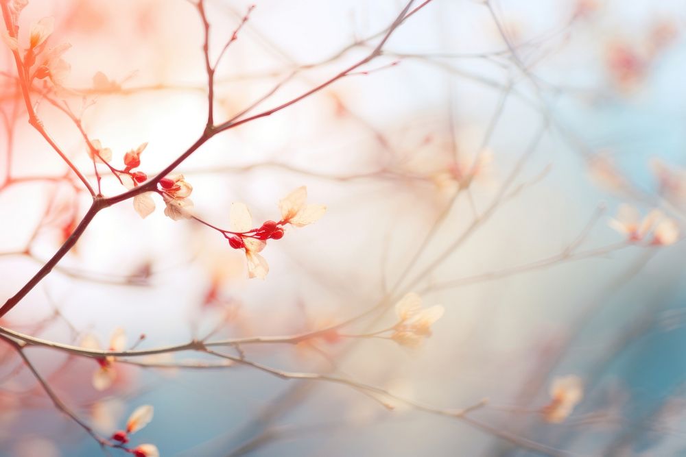 Spring flower trees backgrounds outdoors blossom. AI generated Image by rawpixel.