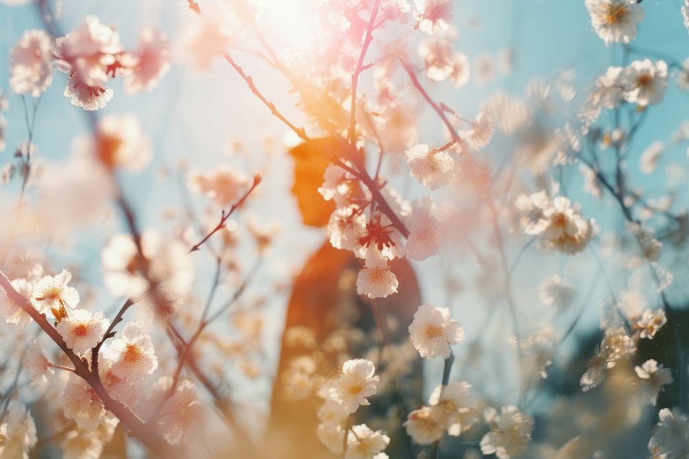 Spring scenes backgrounds sunlight outdoors. AI generated Image by rawpixel.