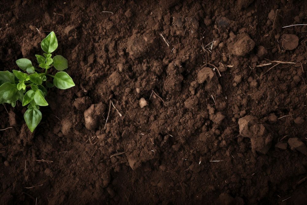 Soil outdoors nature plant. AI generated Image by rawpixel.