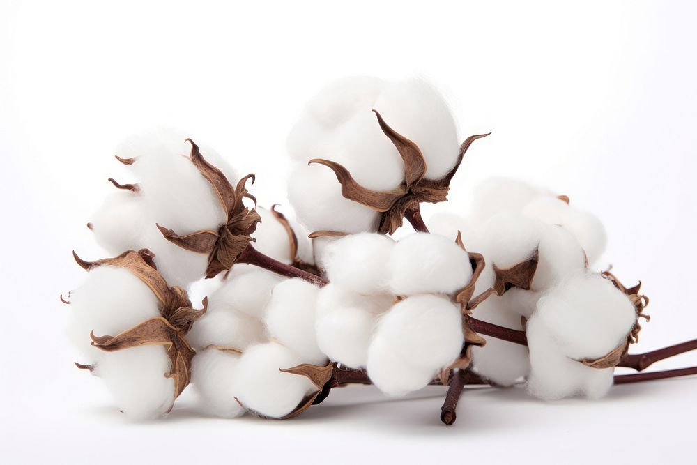 Cotton flowers 3 slice nature white white background. AI generated Image by rawpixel.
