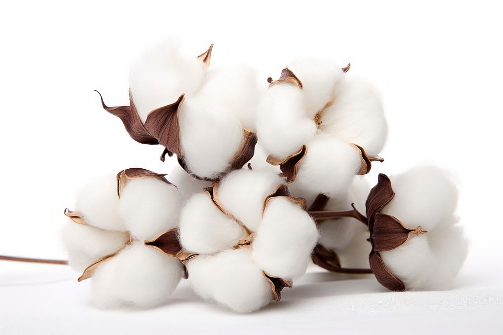 Cotton flowers 3 slice nature white white background. AI generated Image by rawpixel.