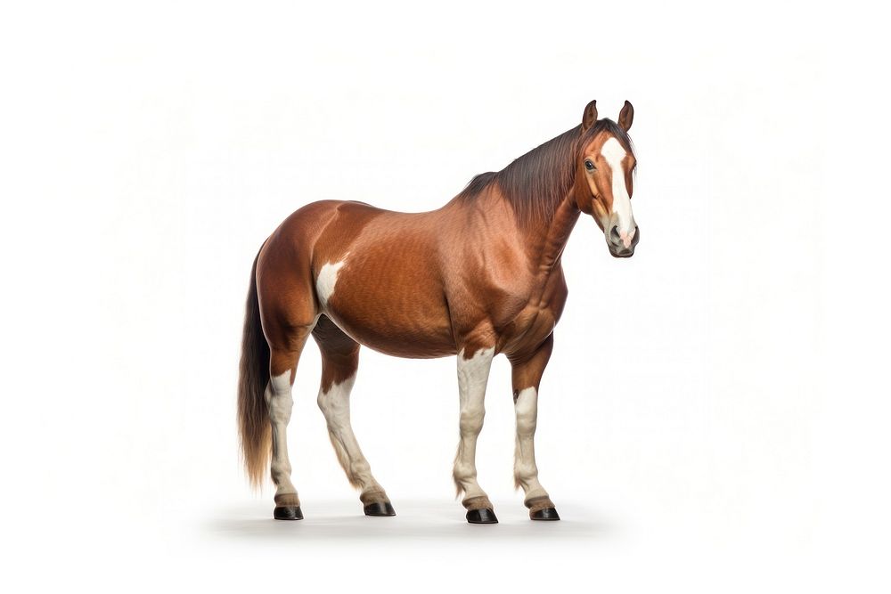 Clydesdale horse stallion animal mammal. AI generated Image by rawpixel.