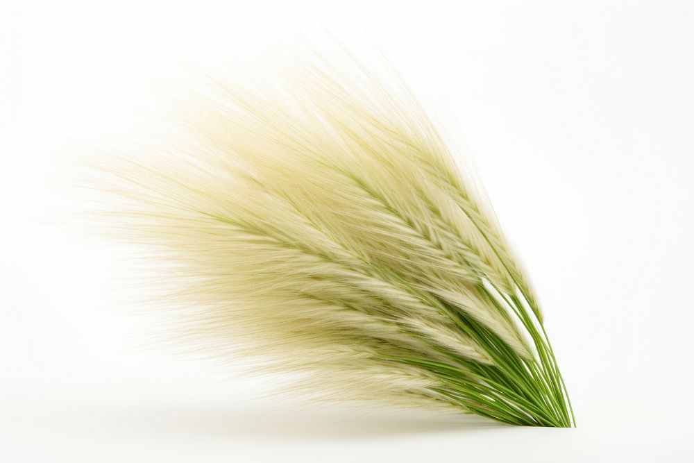 Feather Reed grass plant reed white background. AI generated Image by rawpixel.