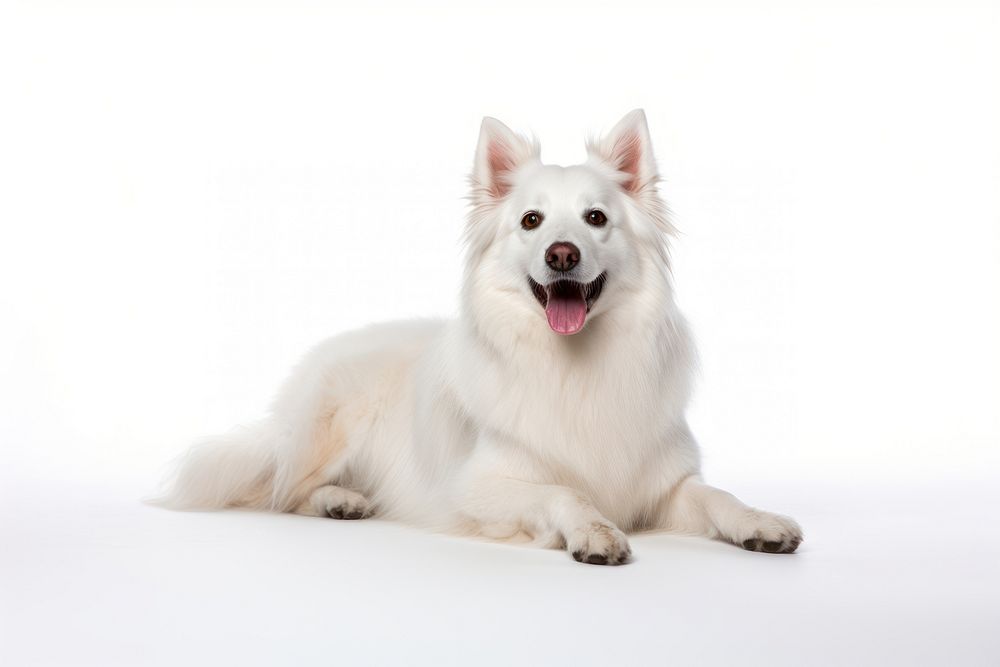 American eskimo dog mammal animal white. AI generated Image by rawpixel.