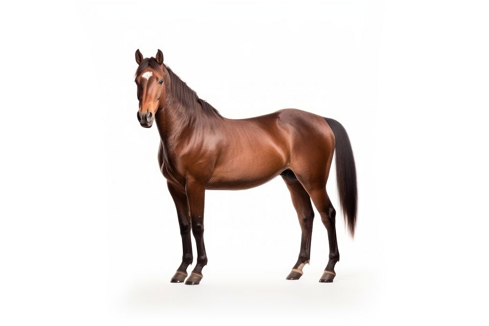 Cleveland Bay Horse horse stallion animal. AI generated Image by rawpixel.