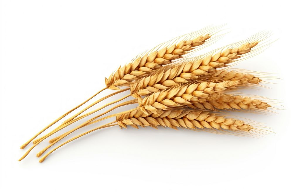 Wheat food white background agriculture. AI generated Image by rawpixel.