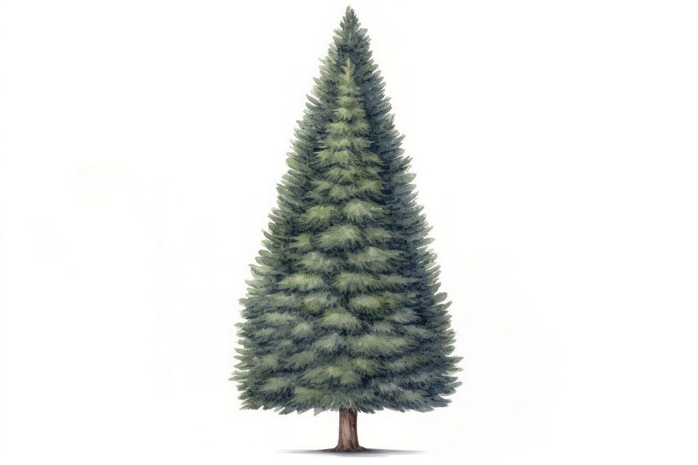 1 fir tree watercolor christmas plant pine. AI generated Image by rawpixel.