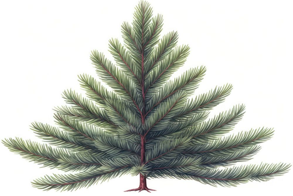Fir branch watercolor spruce plant tree. AI generated Image by rawpixel.