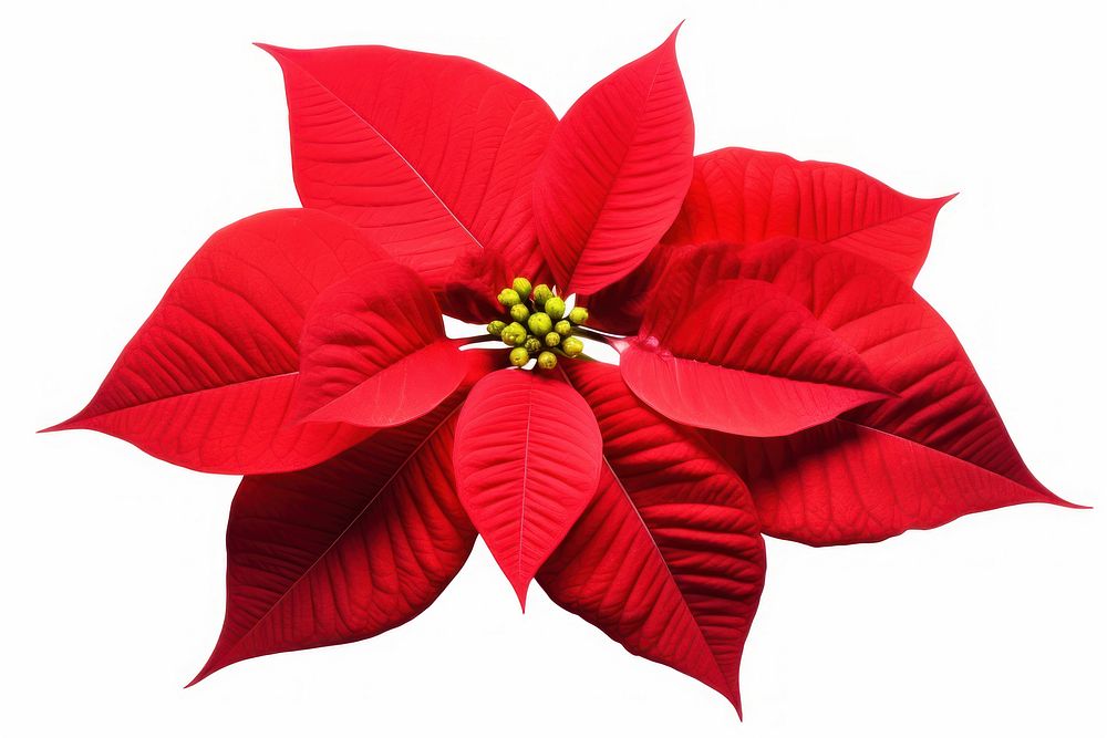 Poinsettia flower petal plant. AI generated Image by rawpixel.