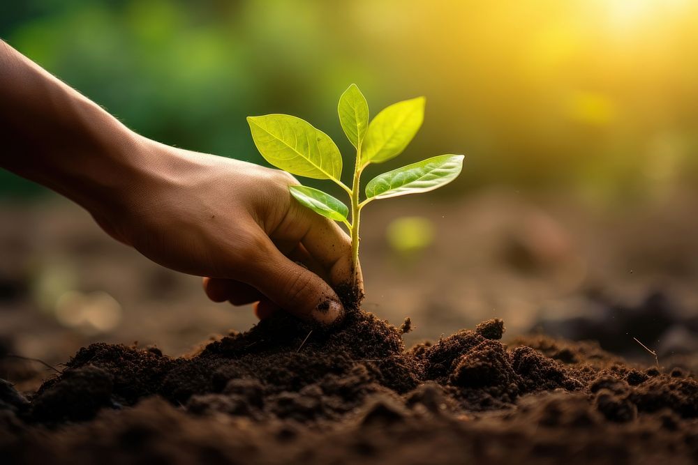 Planting a plant nature gardening seedling. AI generated Image by rawpixel.
