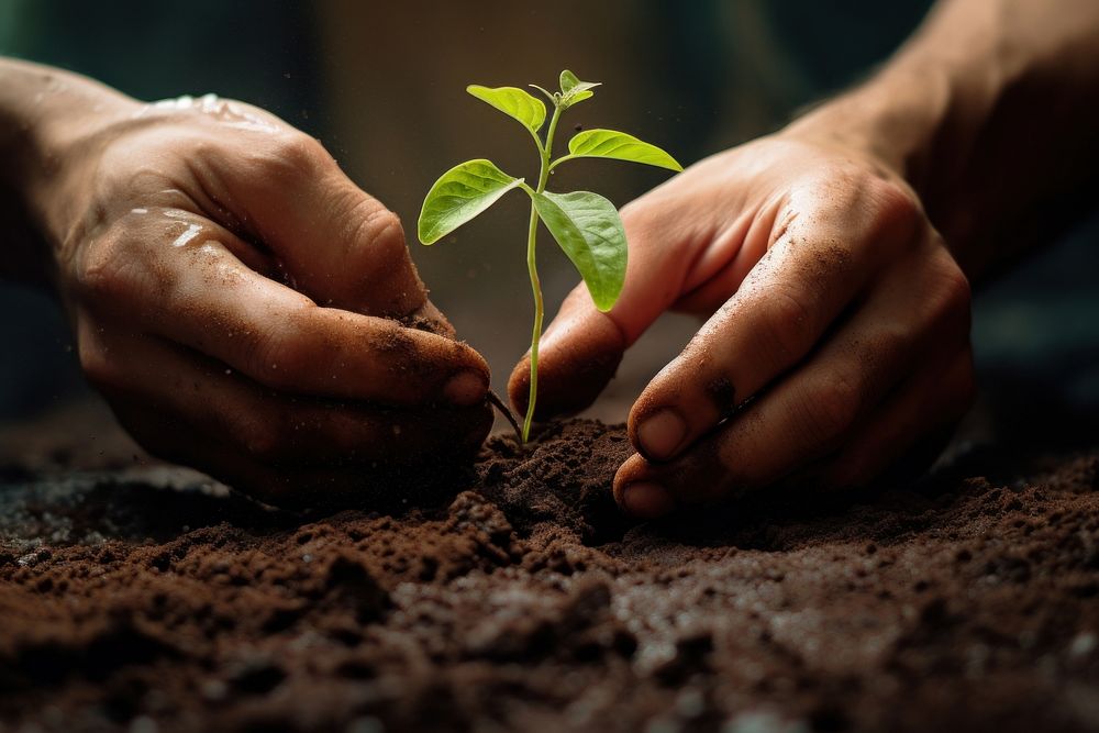 Planting a plants hand gardening outdoors. AI generated Image by rawpixel.