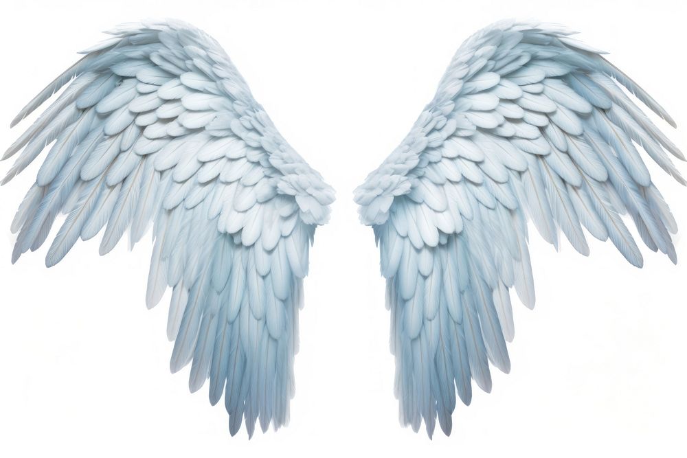 Light blue feather angel wings | Free Photo - rawpixel