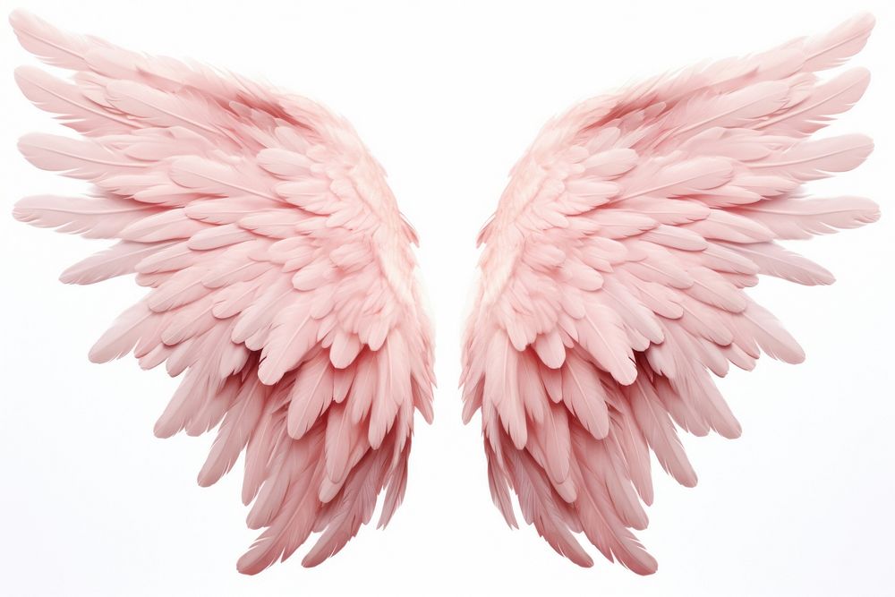 Pastel pink feather angel wings bird white background fragility. AI generated Image by rawpixel.