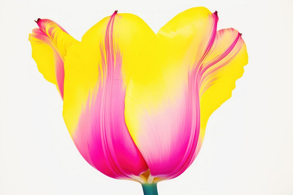 Tulip blossom flower petal. AI generated Image by rawpixel.