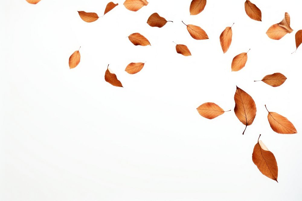 Leaves floating in the air backgrounds plant petal. AI generated Image by rawpixel.
