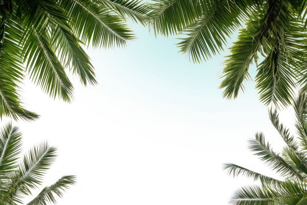 Palm tree frame backgrounds sunlight outdoors. AI generated Image by rawpixel.