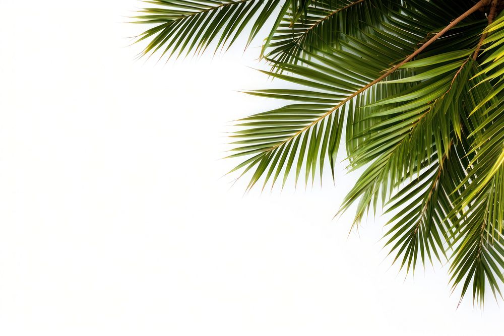 Palm tree frame backgrounds outdoors nature. AI generated Image by rawpixel.