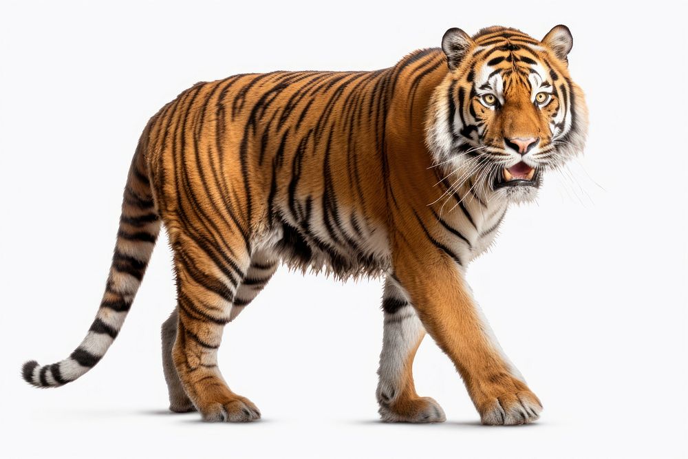 Royal tiger wildlife animal mammal. AI generated Image by rawpixel.