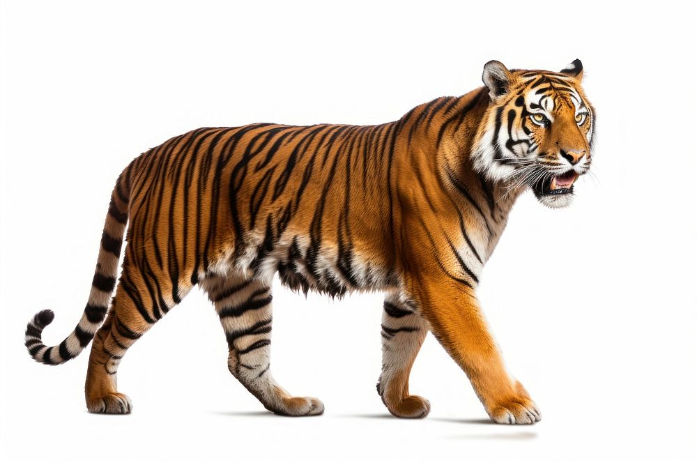Royal tiger wildlife animal mammal. AI generated Image by rawpixel.