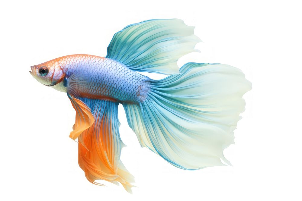 Guppy goldfish animal white background. AI generated Image by rawpixel.