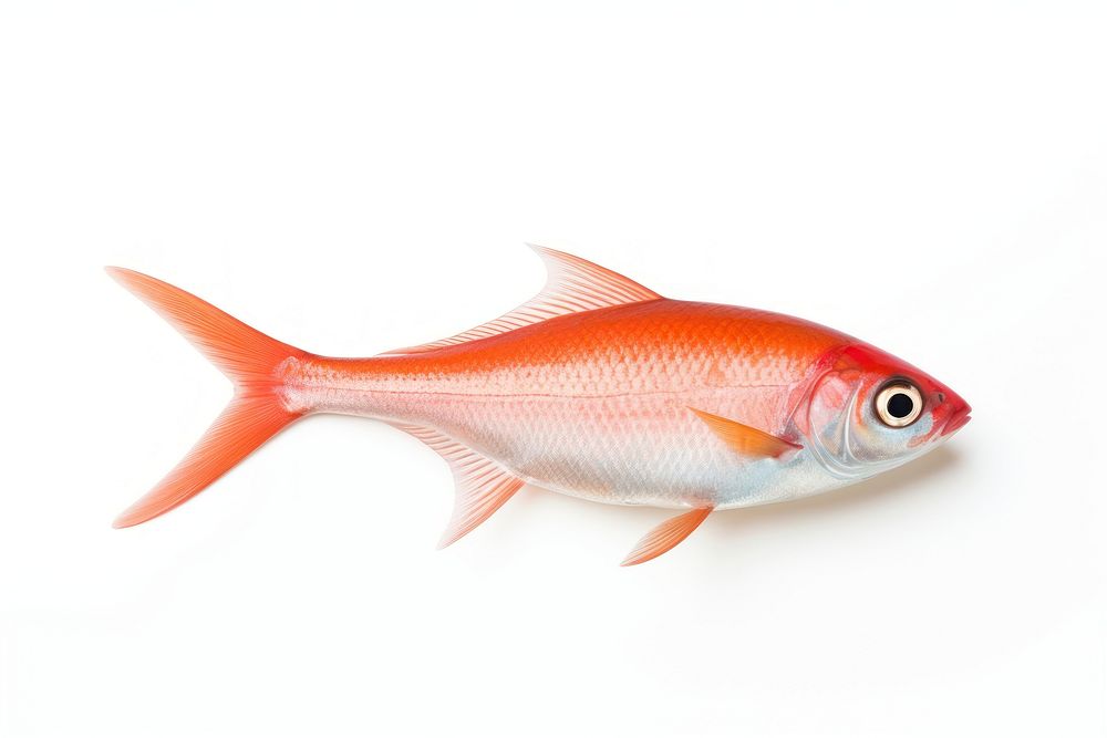 Tetra Fish fish seafood animal. AI generated Image by rawpixel.