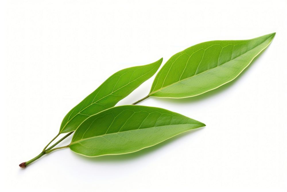 Tea leaf plant annonaceae freshness. AI generated Image by rawpixel.